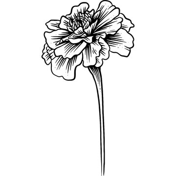 recommend clip art: Hand drawn Marigold Flower Sketch Illustration Engraving Woodcut Vintage Style Vector Line Art