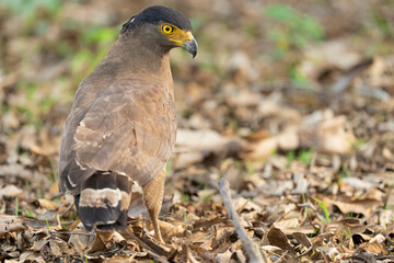 Crested serpent eagle