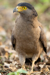 Crested serpent eagle
