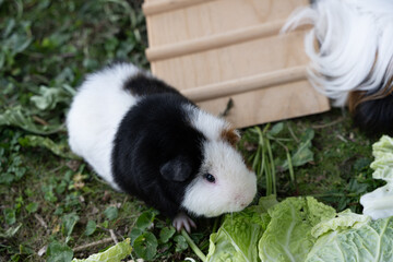 Meerschweinchen rex tier natur