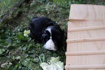 Meerschweinchen rosette tier Nager