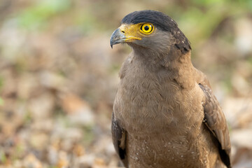 Crested serpent eagle