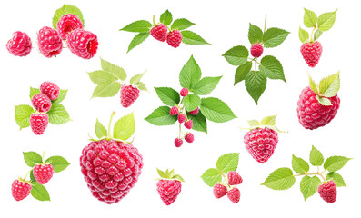 Raspberry on isolated background