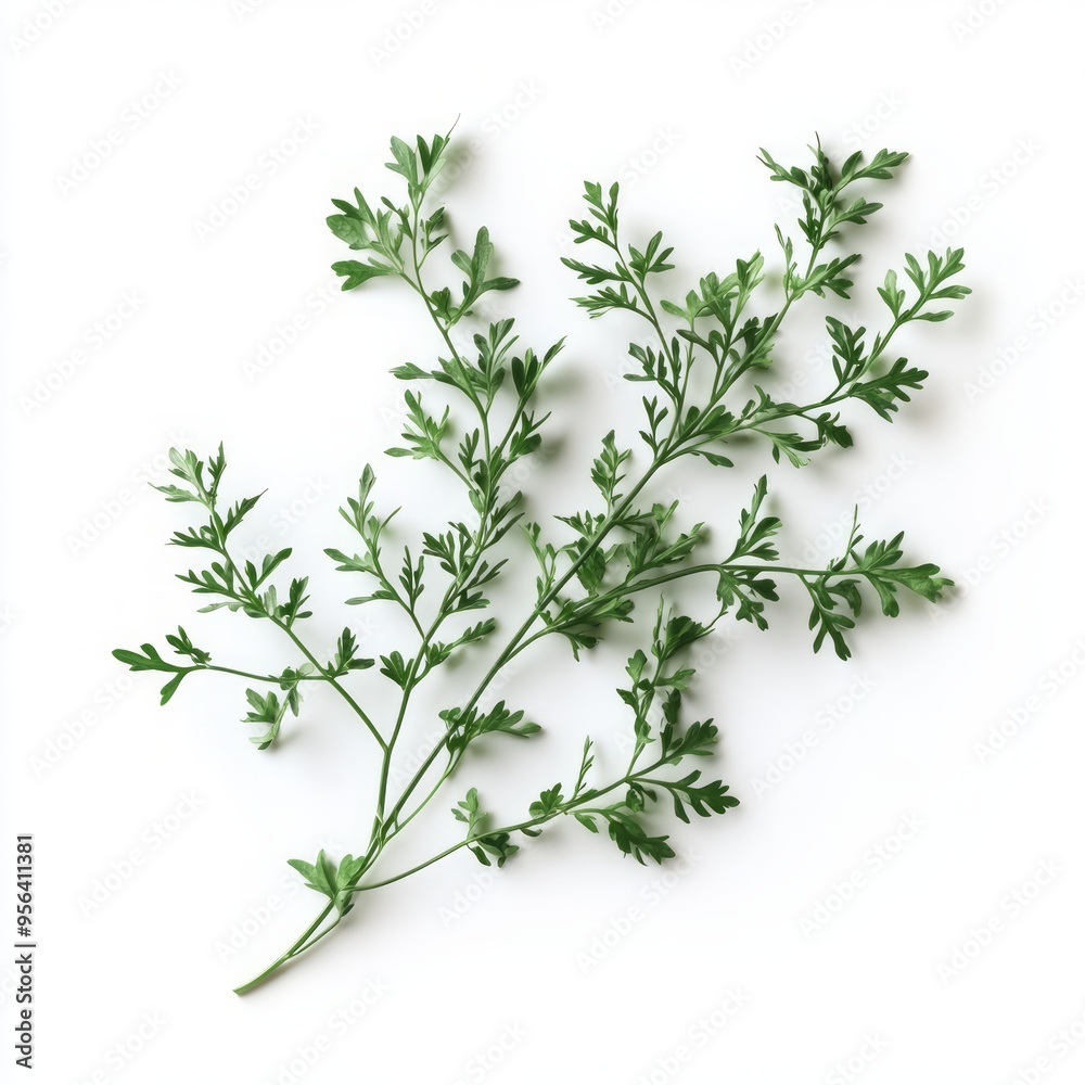 Canvas Prints A sprig of fresh, green fern leaves isolated on a white background.