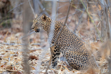 Asian leopard