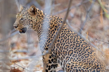 Asian leopard