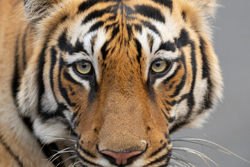 Bengal tiger close up