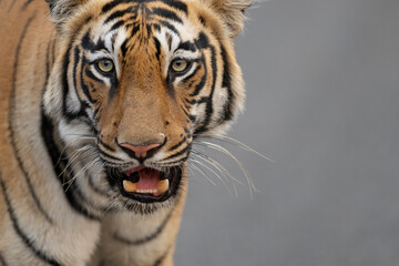 Bengal tiger close up