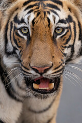 Bengal tiger close up