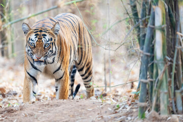 Bengal tiger