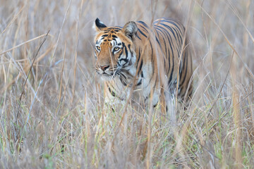 Bengal tiger