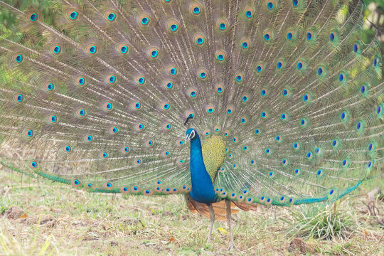 Peacock displaying
