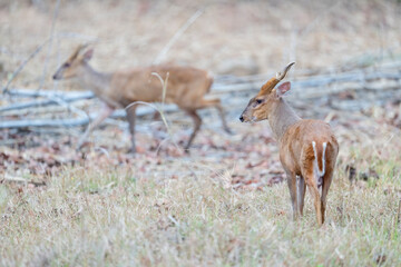 Indian muntjac or Barking deer