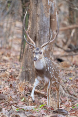 Chital or Spotted deer