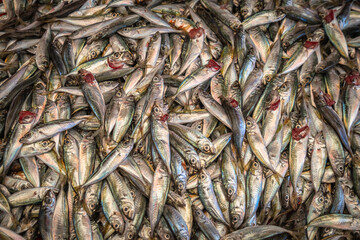 Fototapeta premium horse mackerel. fresh fish at the market, 