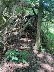 roots of a tree