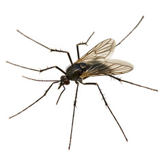  Mosquito object isolated on transparent png.  