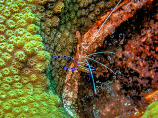 Pederson's shrimp,Ancylomenes pedersoni,