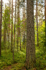 beautiful green forest scenery during summer