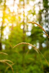 selective focus on forest grass. blurry background.