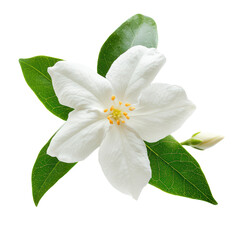  Night Blooming Jasmine flower object isolated on transparent png.