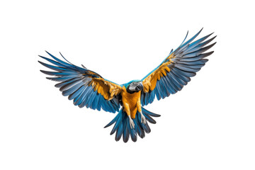 Obraz premium Blue and yellow macaw midflight with spread wings. Suitable for nature, wildlife, tropical bird, and freedom concept designs