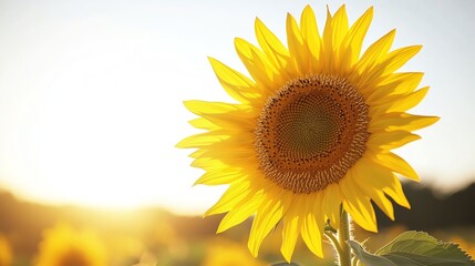 Close-up of a single sunflower blooming in a field at sunset.