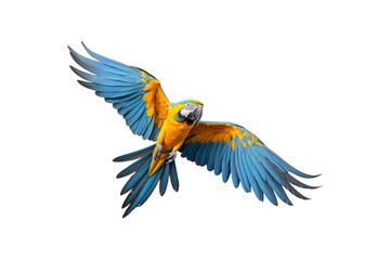 Blue and yellow macaw midflight with spread wings. Suitable for nature, wildlife, tropical bird, and freedom concept designs