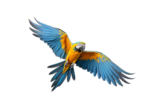 Blue and yellow macaw midflight with spread wings. Suitable for nature, wildlife, tropical bird, and freedom concept designs
