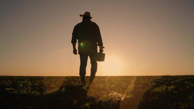 Fertile land in ecological region, hard working farmer walking alone in farmland . Silhouette of agronomist or farm worker in large agricultural field, growing corn and cereals crops for food industry