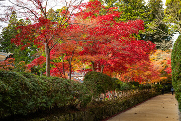 Entorno otoñal del pueblo japonés de Koyasan.