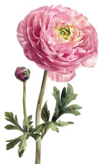 A vintage Ranunculus , flowers with lush green leaves, perfect for enhancing any design or botanical theme, watercolor art, PNG transparent background