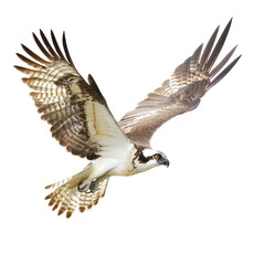 Fototapeta premium Osprey object isolated on transparent png.