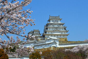 兵庫県の世界遺産 国宝姫路城天守と桜