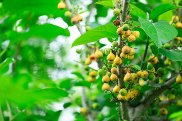 Cluster fig or Goolar Fig (Ficus racemosa), Ripe fruits on tree