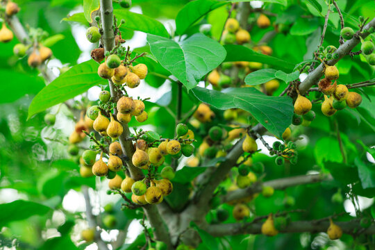Cluster fig or Goolar Fig (Ficus racemosa), Ripe fruits on tree