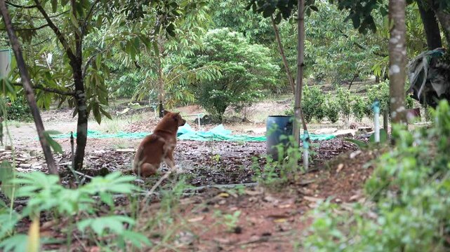 Brown dog in the garden