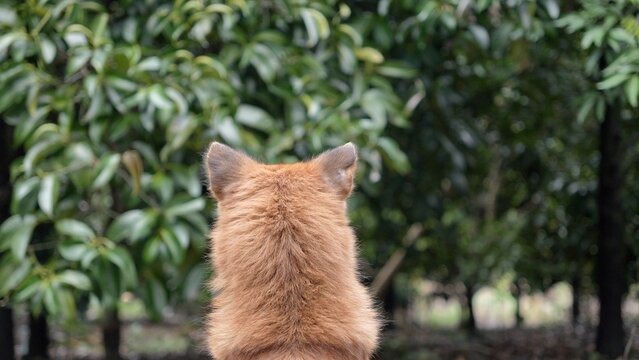 Brown dog in the garden