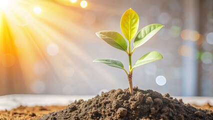 Young Plant Sprout Growing in Soil with Sunlight