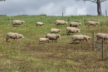 Flock of sheep walking on a farm on a cloudy day