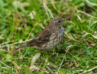 Juvenile song thrush