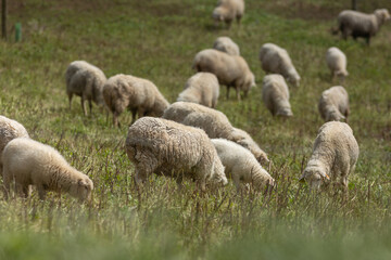 Flock of sheep grazing in green pasture on sunny day