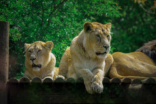 Asiatic lions resting on a wooden platform