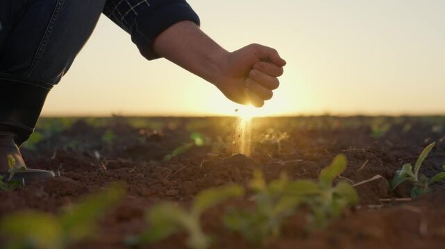 Professional agronomist touching and pouring dry soil in farmland, slow motion. Epic cinematic closeup shot with male hands and sun shining through dust, agroindustrial complex, crossing organic food
