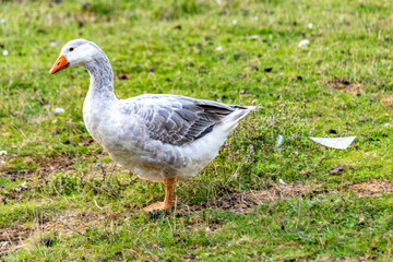 Farm animals in nfrench ature agriculture