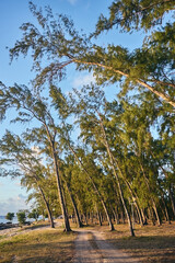 Pine trees in row. Casuarina Equisetifolia tree in row beside beach