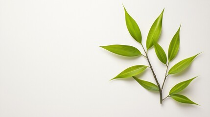 Serene Beauty of Bamboo Leaves: Minimalist White Background with Graceful Shadows