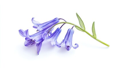 Naklejka premium Bluebells isolated on white background.
