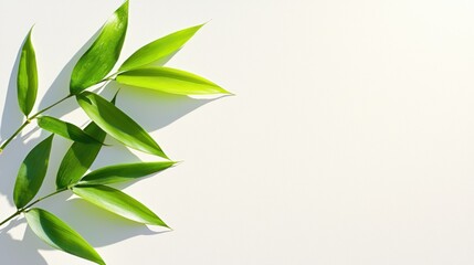 Serene Beauty of Graceful Bamboo Leaves Creating Elegant Shadows on Minimalist White Background