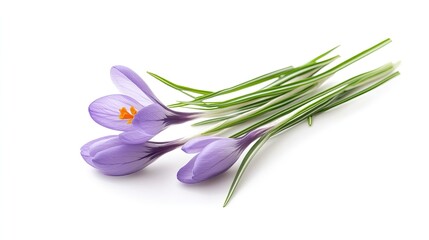 Fototapeta premium A delicate bouquet of purple crocuses with green and white striped leaves, isolated on a white background.